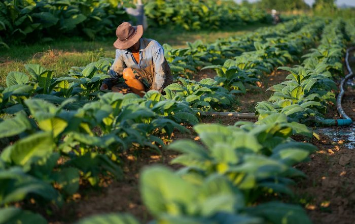 Article Image for Brazil's Agri-Tech Boom Feeds Global Food Security