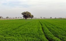 Article Image for Global Food Security and Agricultural Innovation