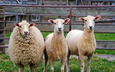 Article Image for New Zealand's Agri-Tech Innovation Gains Notice