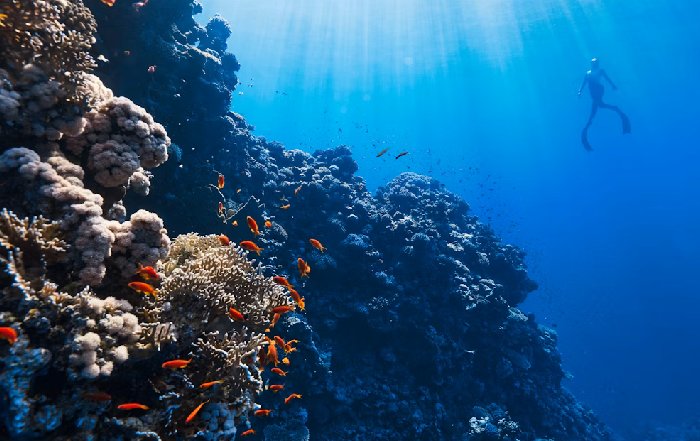 Article Image for The Economic Potential of Ocean Exploration and Conservation