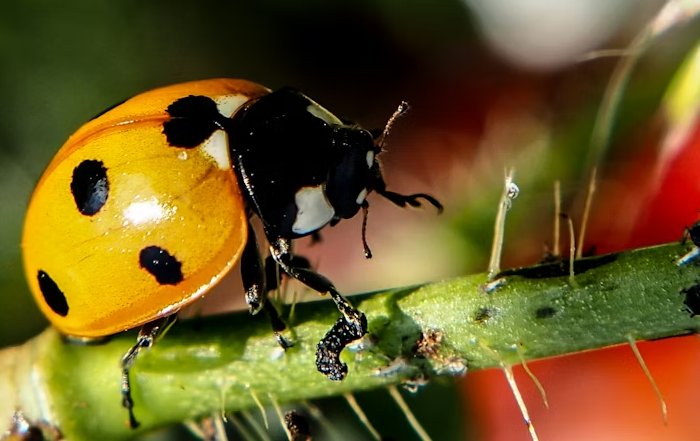 Article Image for Why Biodiversity Net Gain Is Becoming a Business Metric